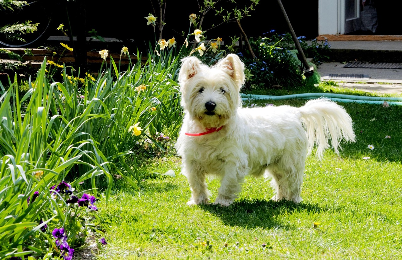 웨스트 하이랜드 화이트 테리어(West Highland White Terrier)4