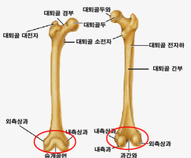 대퇴골 주변 이름