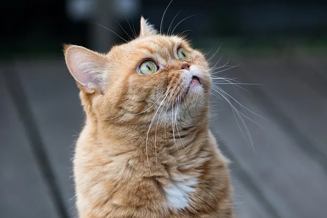 고양이 꿈 해몽 풀이5