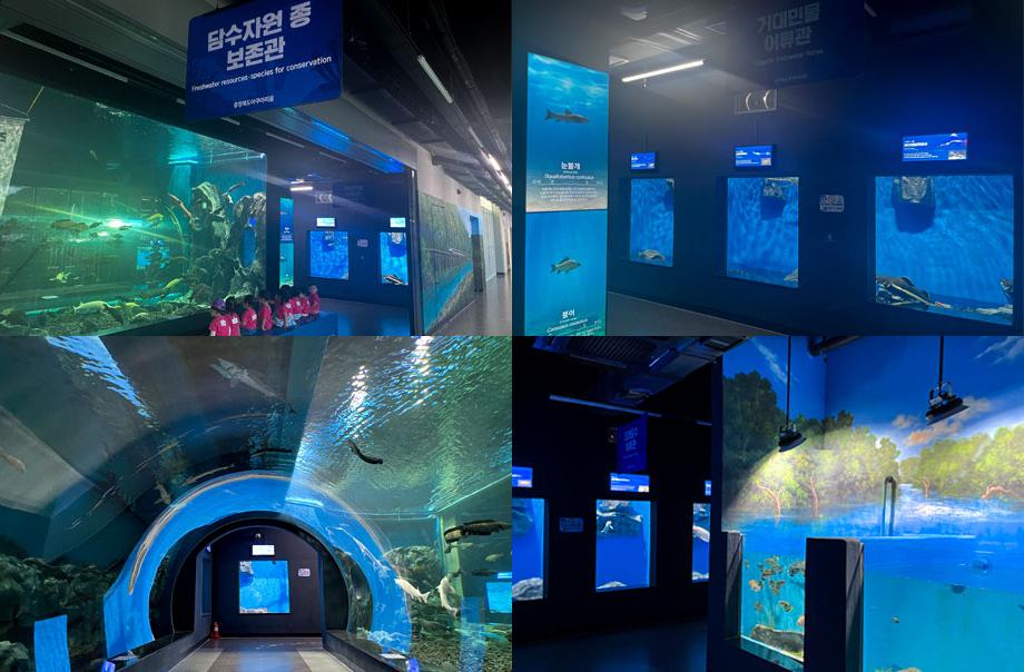 충북아쿠아리움 내부 전시관 콜라주 이미지. 담수자원종보존관, 거대민물어류관, 수중터널, 외래담수어류관 등 주요 수조 전시가 어우러진 모습