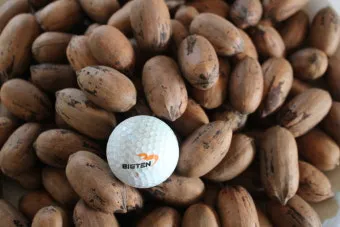 피칸 재배 기후 선택 전정 포인트 열매 건조_2