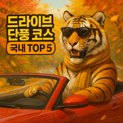 드라이브 단풍 코스 국내 TOP 5·시기별·촬영 포인트 가이드