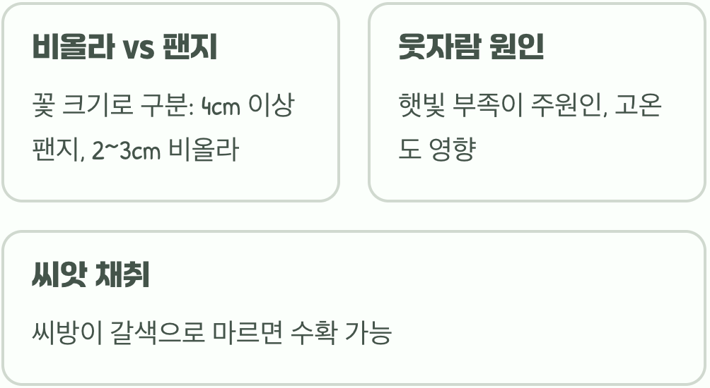 비올라 개화 시기, 이른 봄부터 초여름까지 피고 지는 꽃의 향연