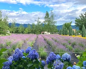 고성 라벤더 축제_17