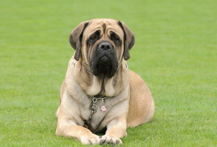 잔디밭에 앉는 잉글리쉬 마스티프.