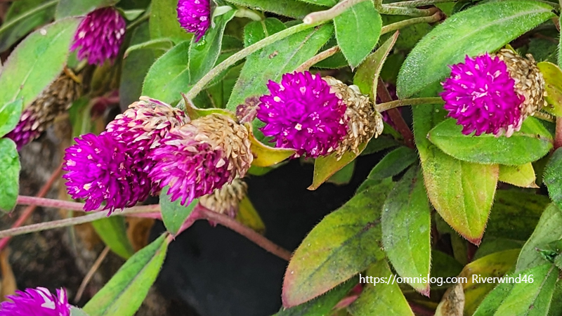 천일홍(千日紅) Globe Amaranth , Gomphrena globosa