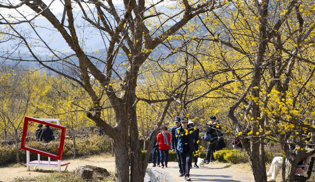 구례산수유축제 일정&amp;#44; 서울에서 당일치기 가능! 2025년