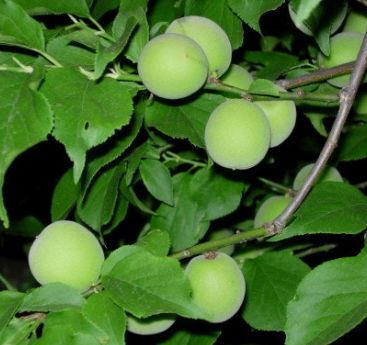 매실 효능과 부작용 고르는법 칼로리