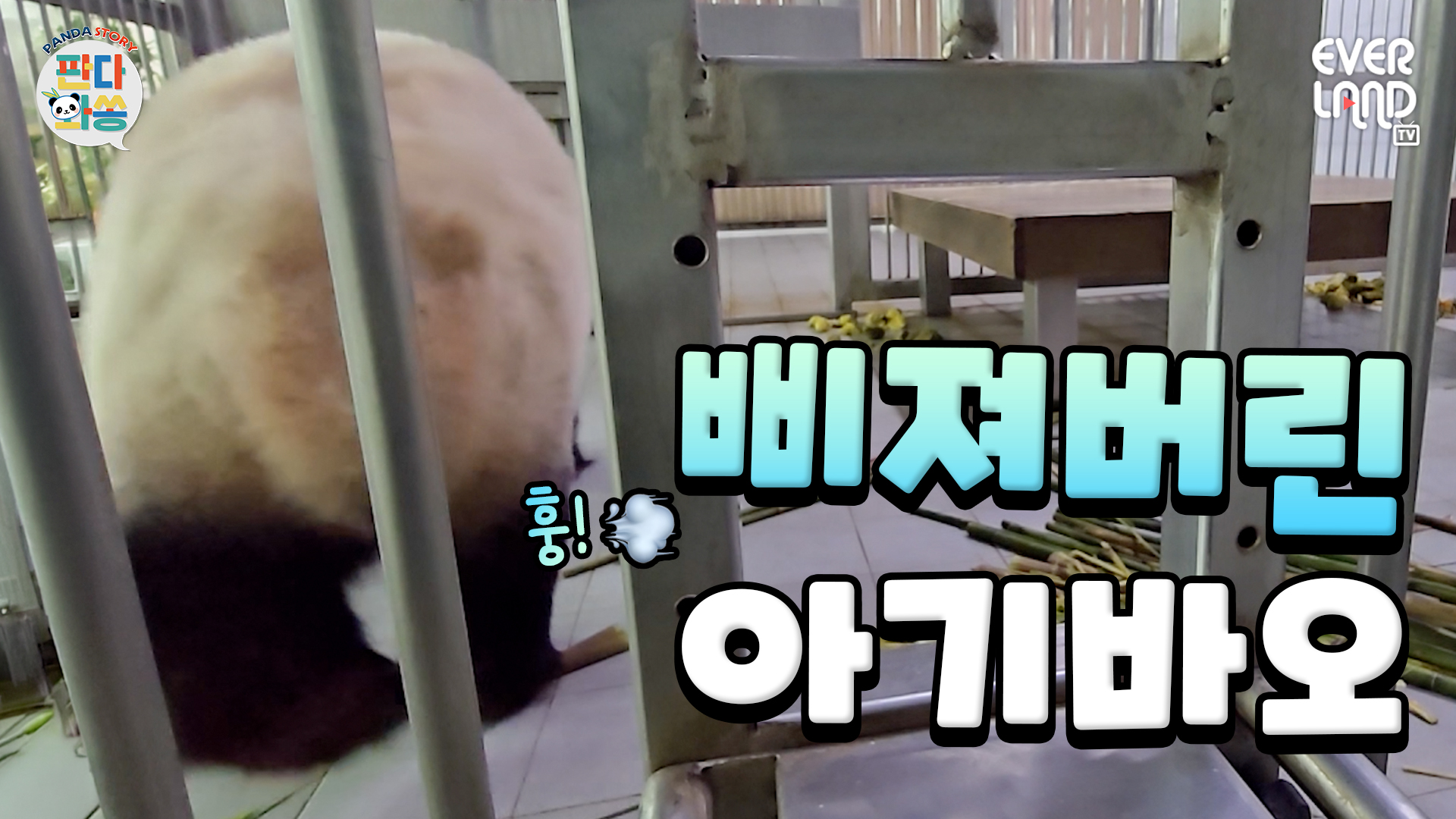 죽순이 먹고 싶었던 아여사 vs 영양제 챙겨주고 싶었던 송바오｜#판다와쏭 #256