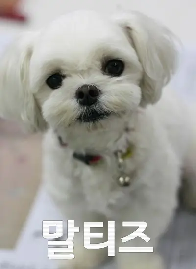 말티즈