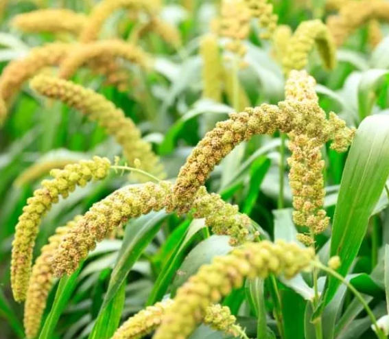 한국의 떡 종류 서속떡-조