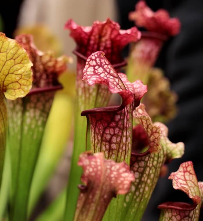 사라세니아-류코필라