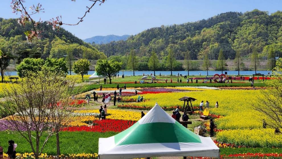 창녕 낙동강 유채축제