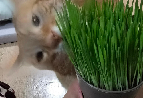 고양이 캣그라스4