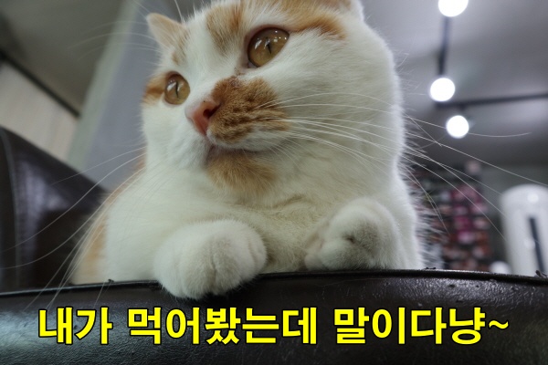 냥이이빨