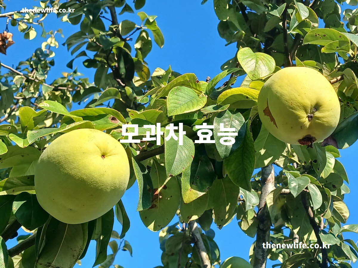 모과차 효능 대표 실사진