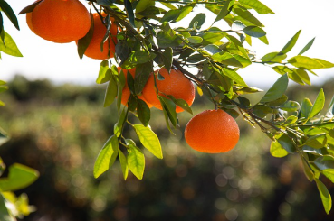 12월 제철과일 귤