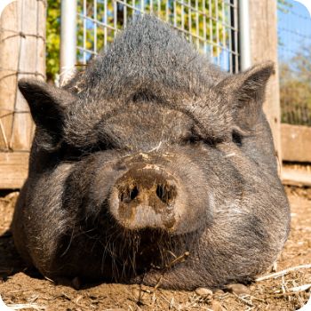 돼지꿈 꾸면 로또 재물과 행운을 부르는 돼지 꿈해몽 총정리