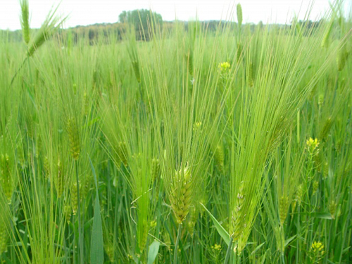 제 21회 고창 청보리밭 축제 기본일정과 프로그램 소개