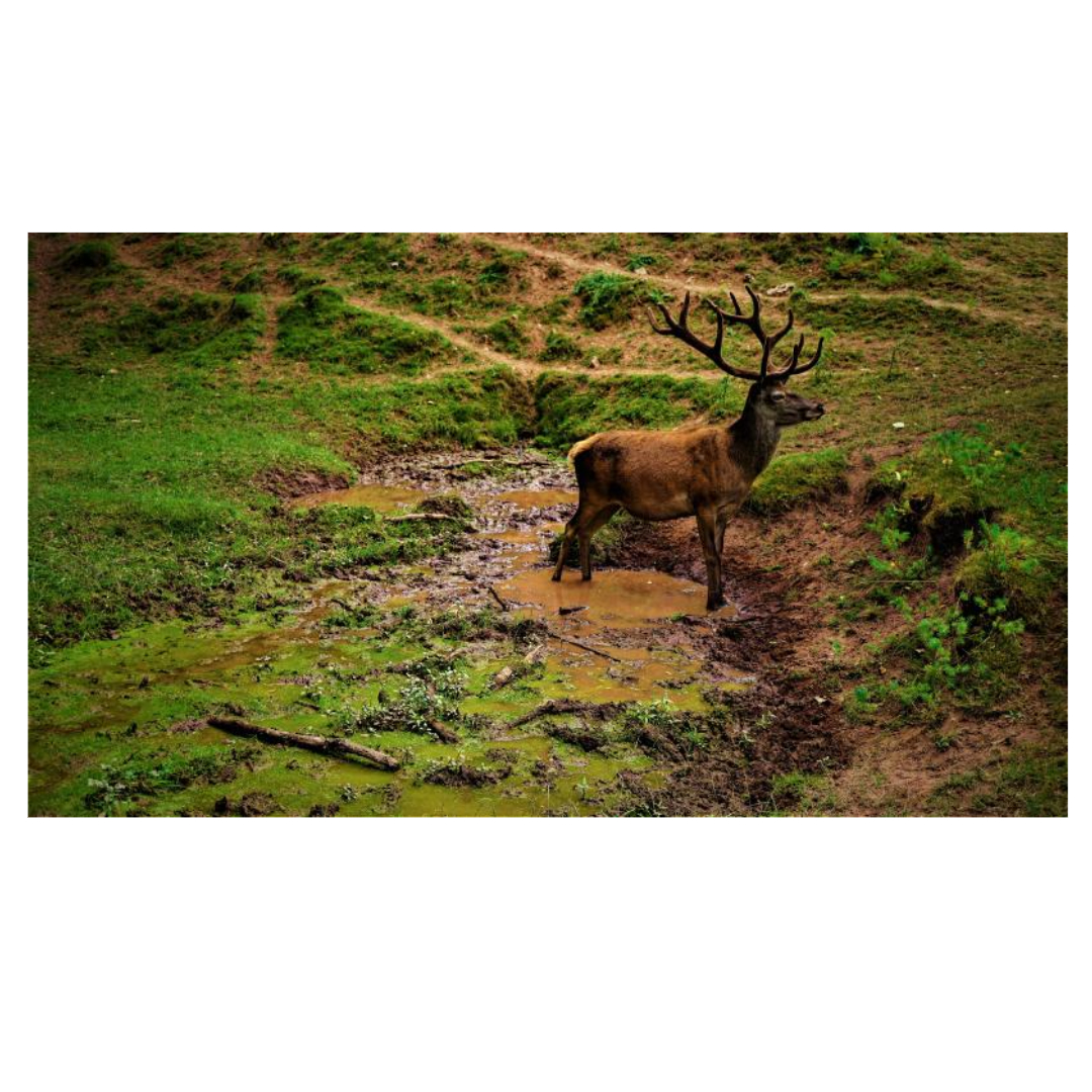 녹용과 관련된 사진입니다.