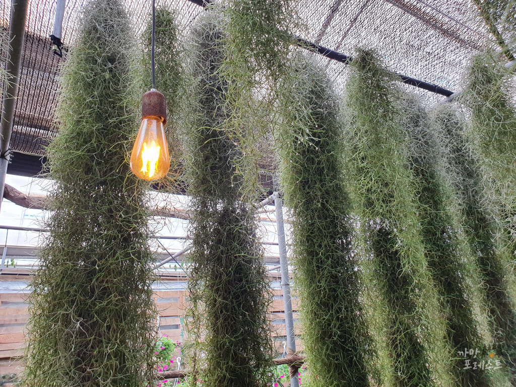 표선 보롬왓 입구