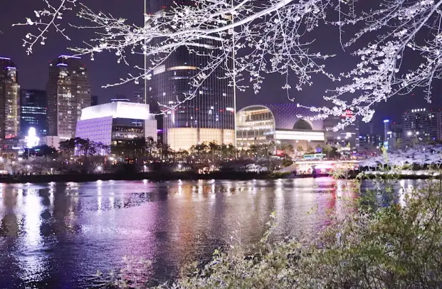 석촌호수 벚꽃 축제 2