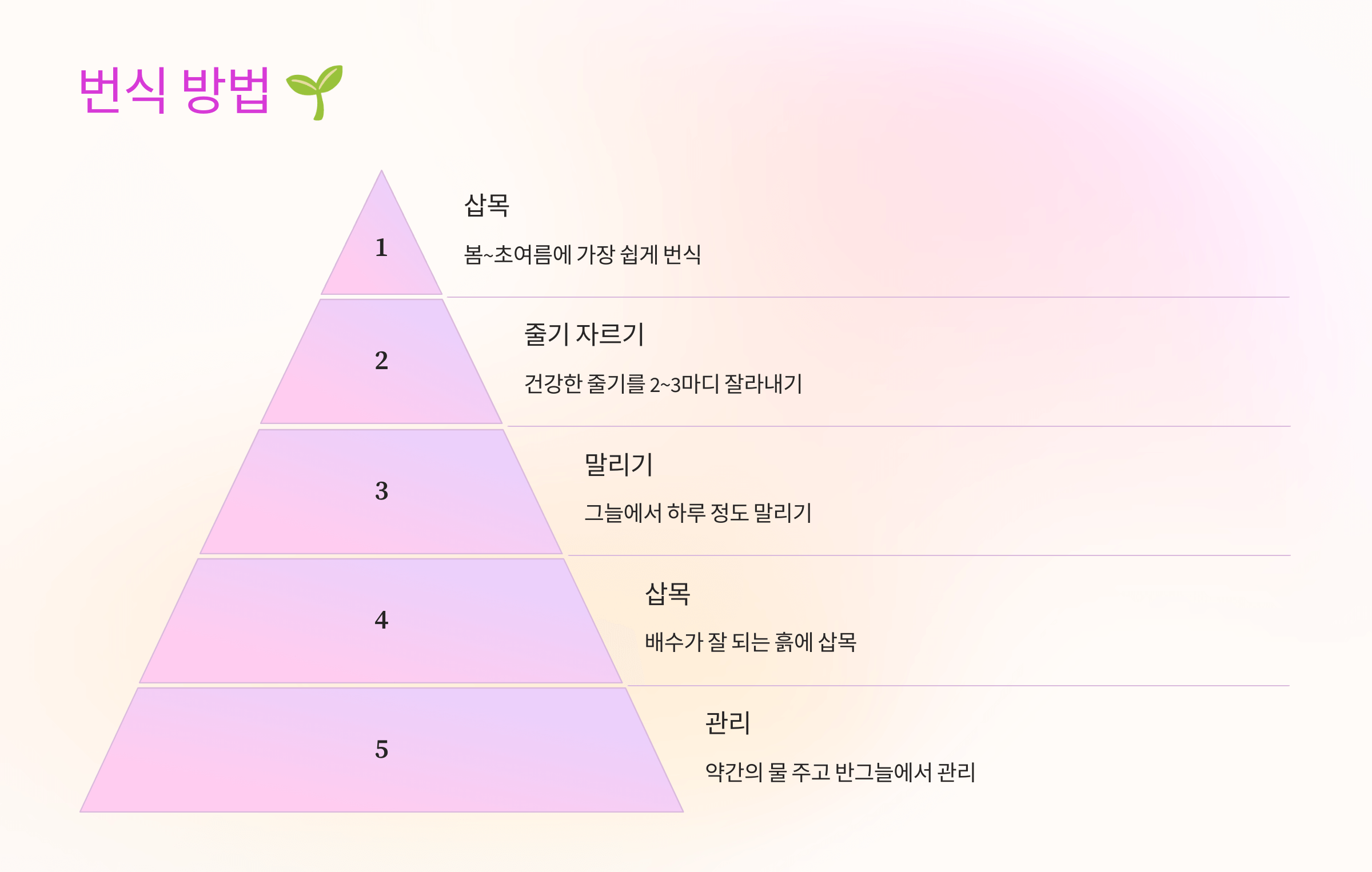 크리스마스 선인장 사진입니다.