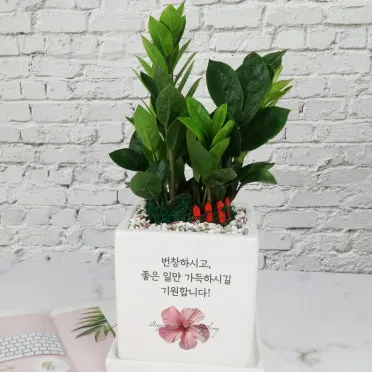 금전수 물주기 과습예방 배수층 만들기 흙선택 시니어도 편한 관리_4