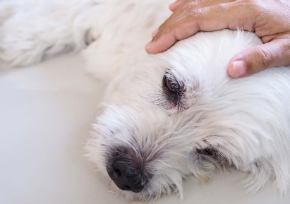 쓰다듬어지는 개