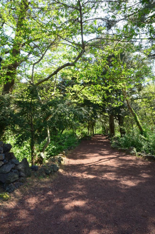 제주 비자림, 그냥 숲인 줄 알았지? 천년의 숲이 선사하는 '마법 같은 평온' 속으로!