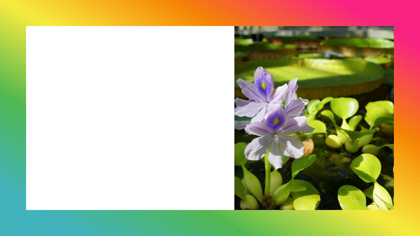 부레옥잠 키우기