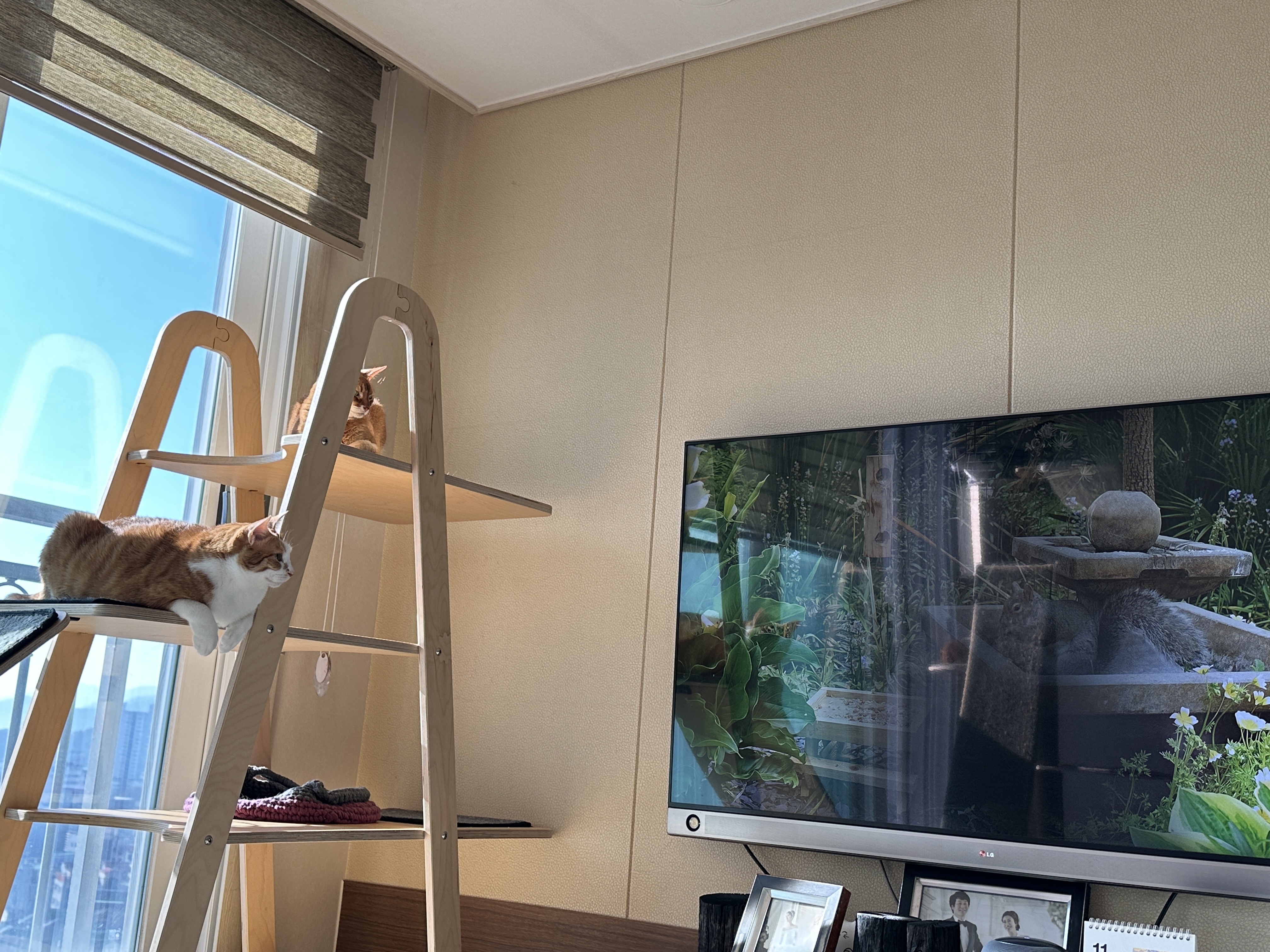 캣타워에_편하게_자리잡고_TV보는_호야와_루나