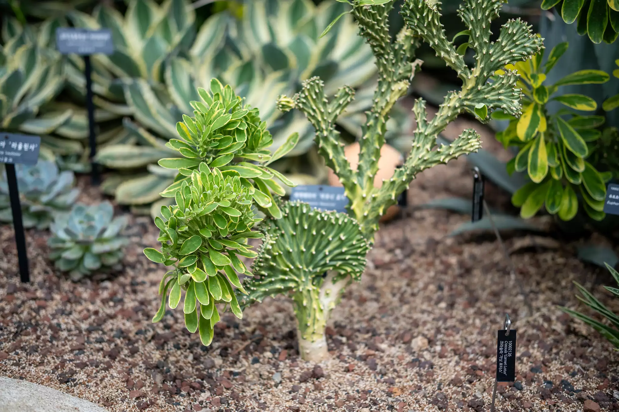 소니-a6400로-찍은-사진