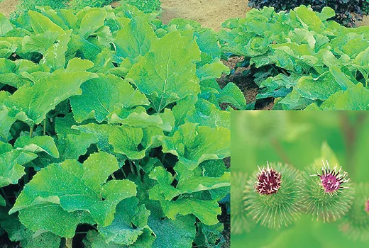 우엉 재배 깊이 갈기 직파 요령 곧게 키우기_7