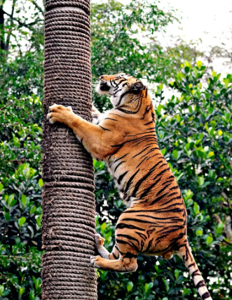 2025년 6월 호랑이띠 생년별 운세