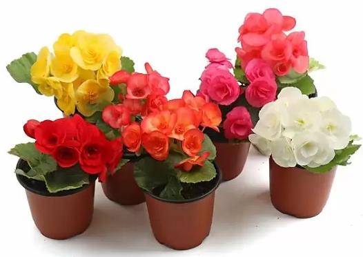 겨울 꽃 베고니아