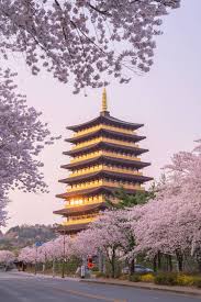 2025년 봄나들이 추천! 전국 가볼 만한 명소 Best 8