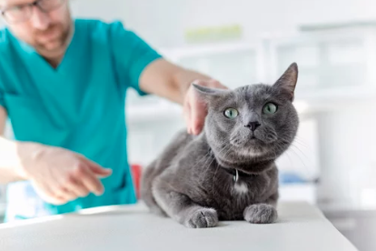 Russian Blue Cat/출처:어도비스톡