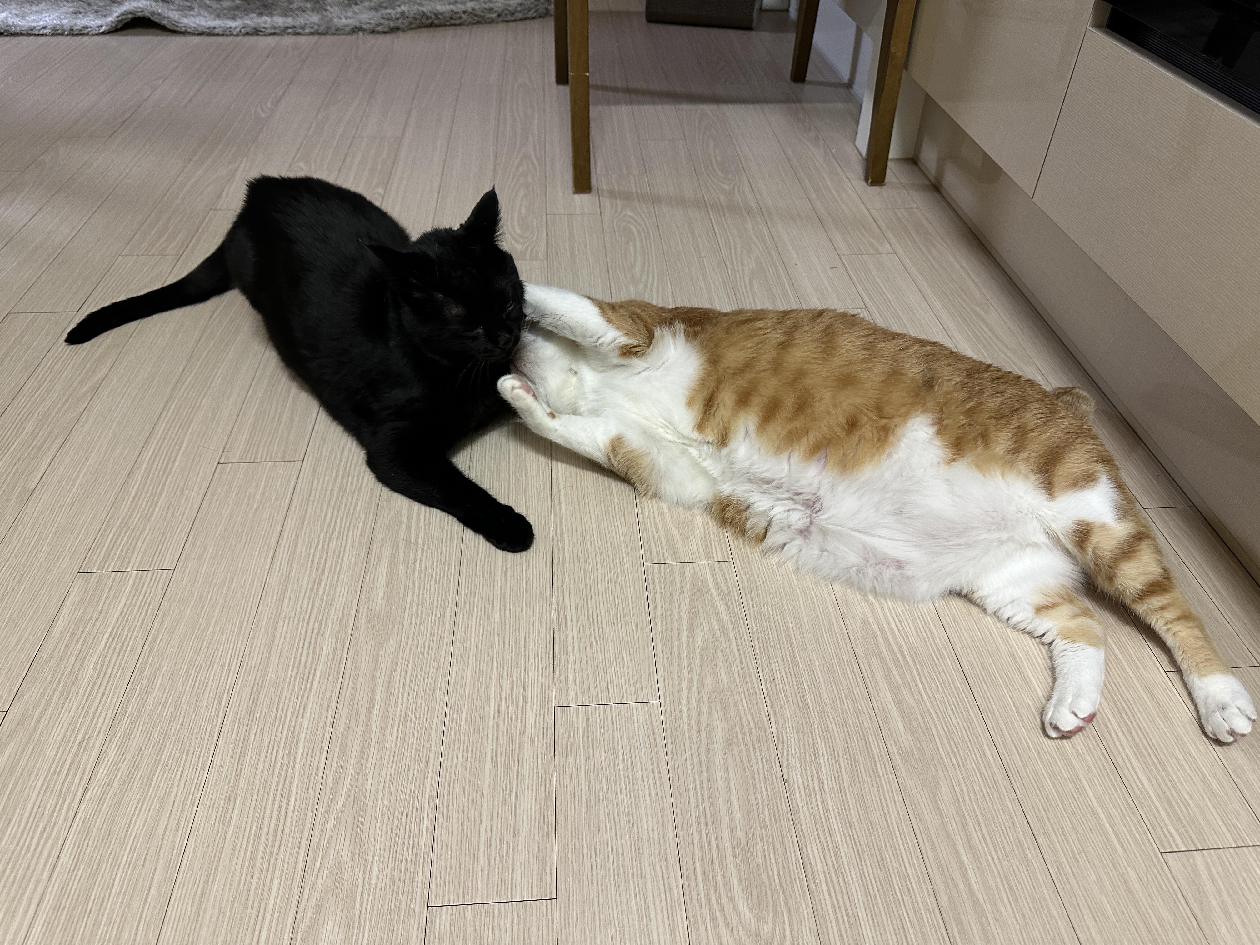 올블랙냥이_건이랑_치즈냥이_호야가_놀고있다.