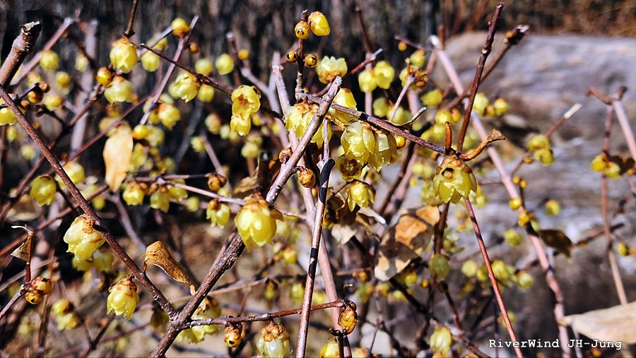이름 모르는 노랑 봄꽃