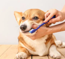 강아지 치주염 증상? 예방 및 관리 안 하면 생기는 일..