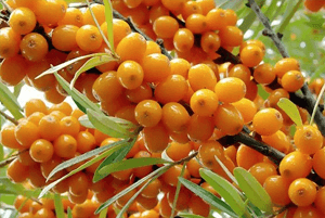 비타민 나무 효능07