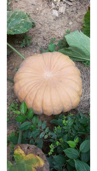 호박 재배 덩굴 유인 암꽃 관리 거름 주기_7