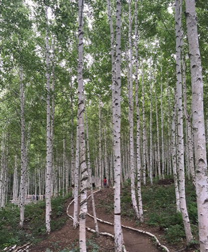 [여행기]강원도 태백 지지리골 자작나무숲 운탄고도의 숨은 보석! 힐링 트레킹 완벽 정리