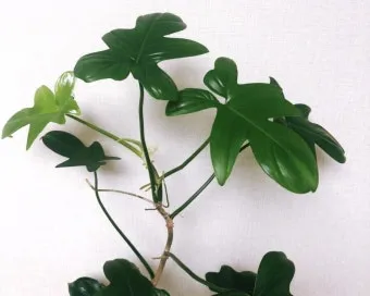 필로덴드론 물주기 지지대세우기 분갈이 비료관리 튼튼하게 키우기_3