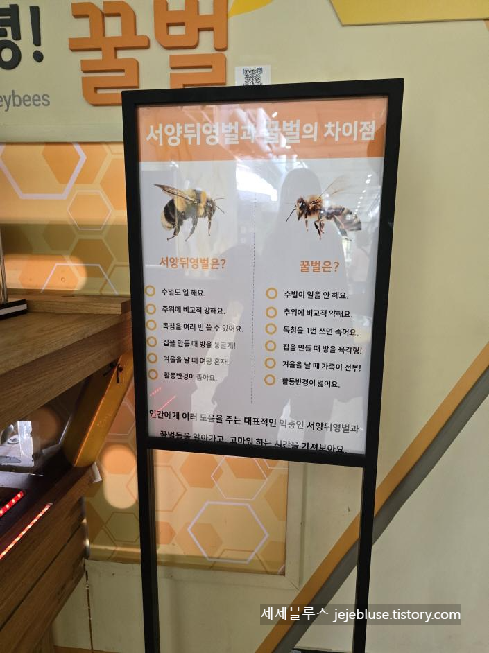뒤영벌설명