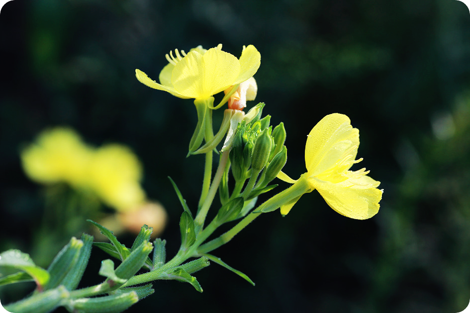 달맞이꽃종자유-효능