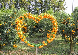 휴애리 감귤체험 안내