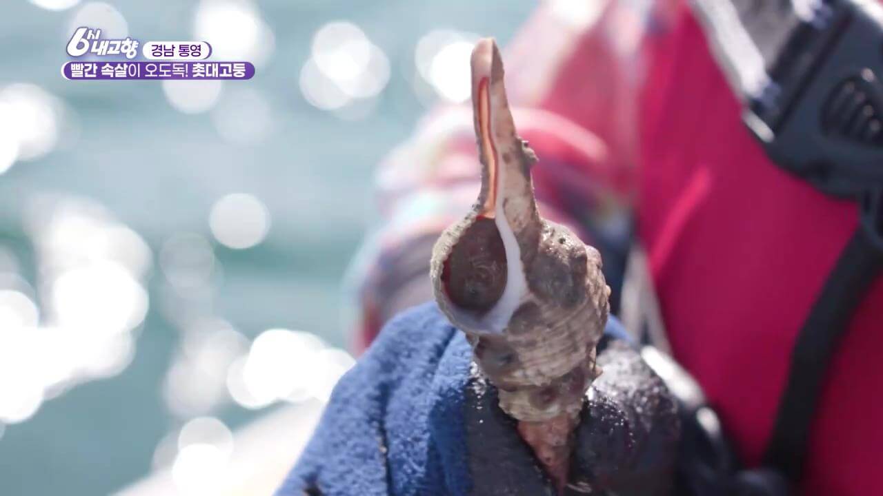 6시내고향 통영 촛대고둥