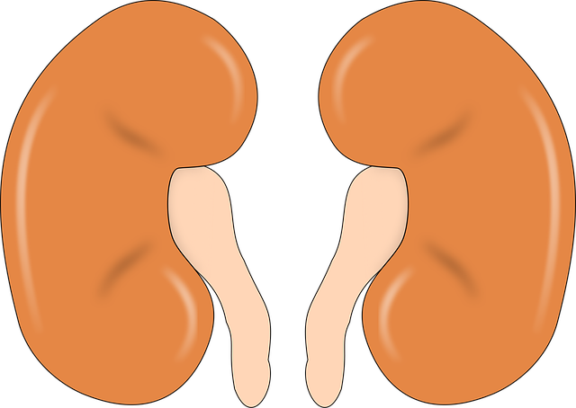 단백뇨 증상부터 원인, 치료까지! 소변으로 알 수 있는 신장 건강 신호